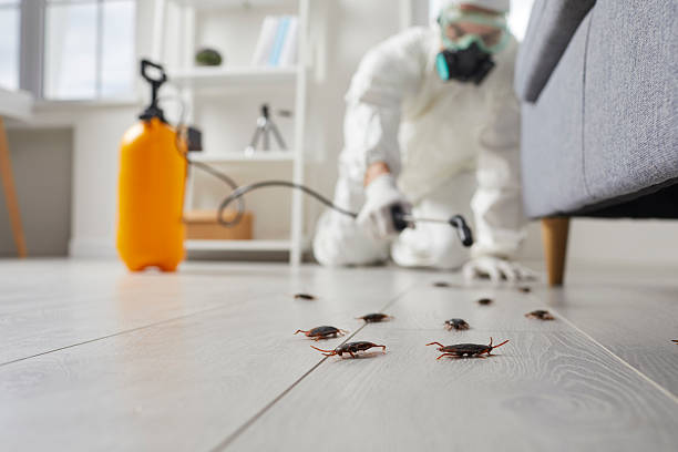 Commercial Rodent Management in Welch